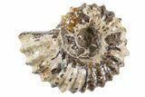 Bumpy Ammonite (Douvilleiceras) Fossil - Madagascar #343804-1